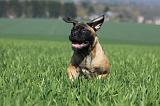 BULLMASTIFF 511